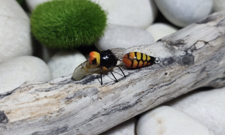 Wasp Fury